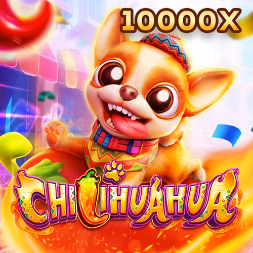 Game Fachai Chihuahua Portrait